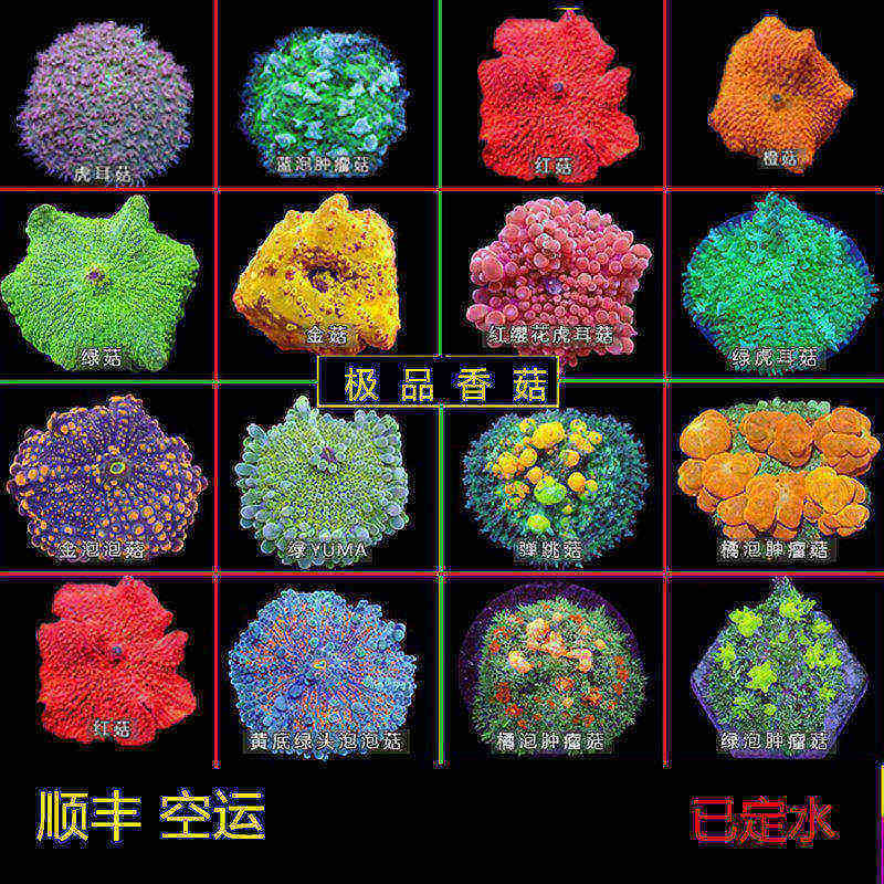 珊瑚水族红香菇软体珊瑚颜色漂亮