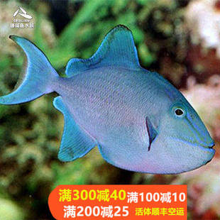 顺丰包活海水鱼观赏鱼海洋珊瑚鱼  魔鬼炮弹 活体