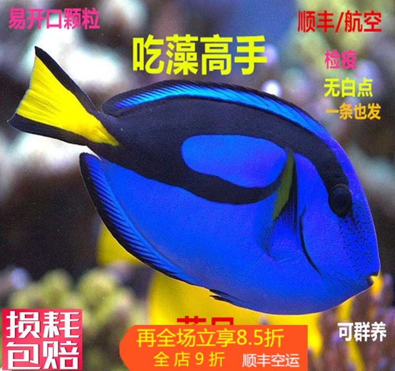 蓝吊七彩吊小丑鱼活体海水观赏鱼