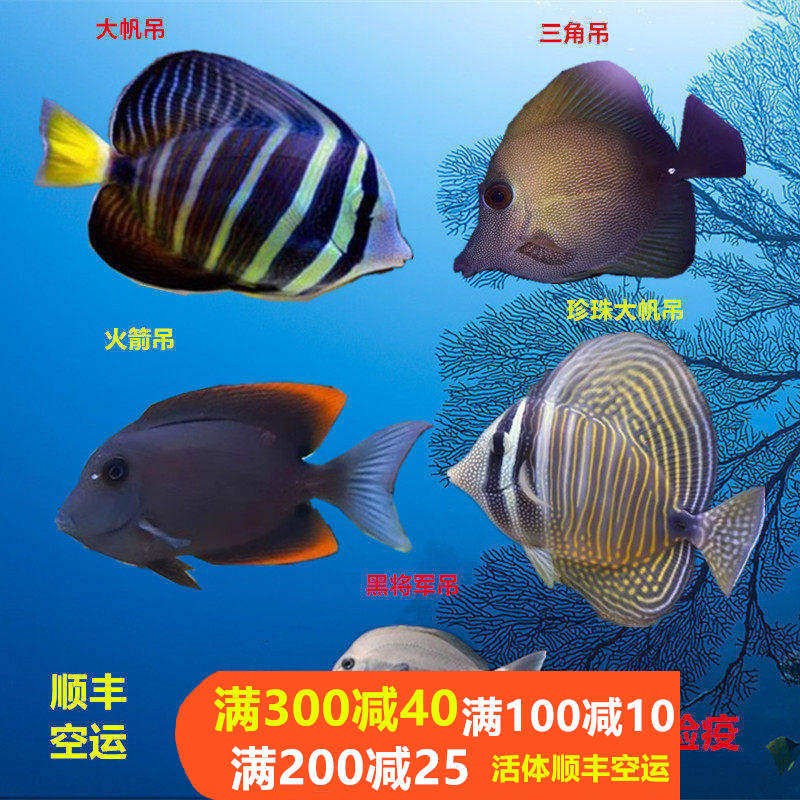 海水鱼帆吊海水鱼小丑鱼