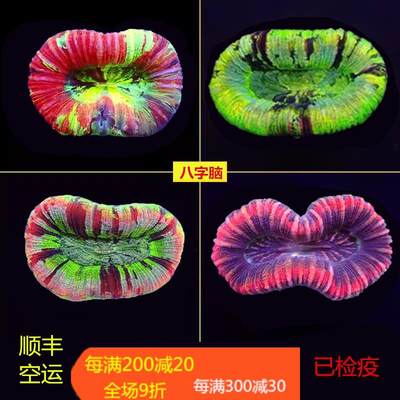 海水珊瑚活体澳洲甜甜圈彩虹糖果脑巴厘脑彩色油彩开放脑八字脑