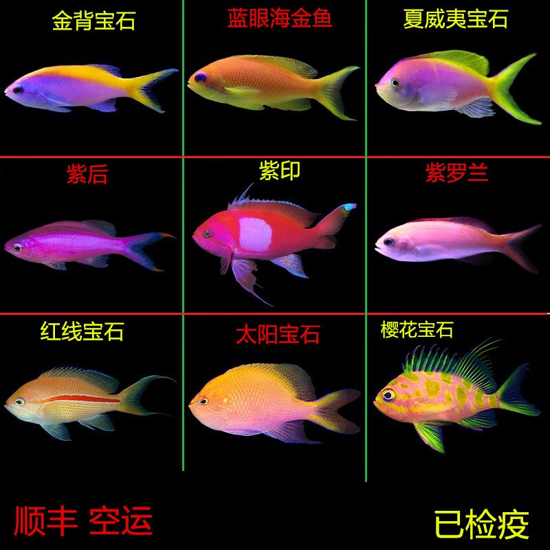 海水鱼热带水族宠物紫背蓝眼海金鱼夏威夷宝石紫色鱼观赏鱼紫罗兰