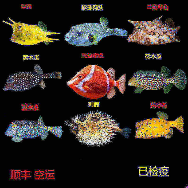 狗头木瓜牛角吃管虫小丑