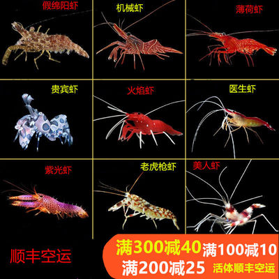 功能虾海水医生虾清洁虾