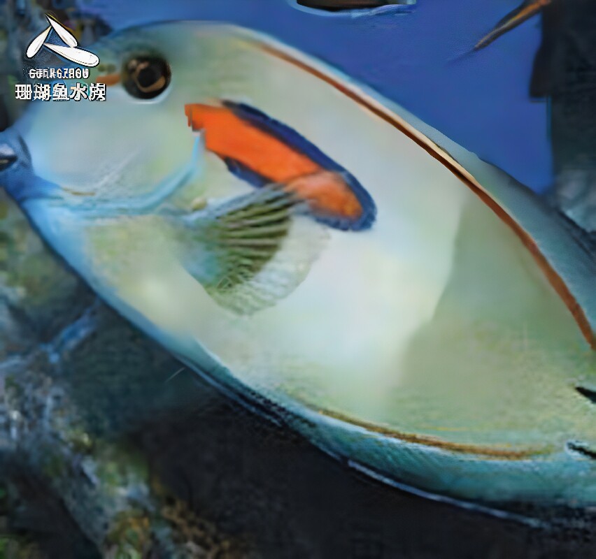 热带红线一字活体水族宠物