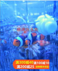 海水鱼小丑鱼活体观赏鱼