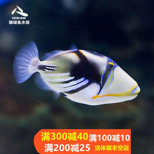 海水炮弹鱼/鸳鸯炮弹/小丑炮弹黄纹炮弹