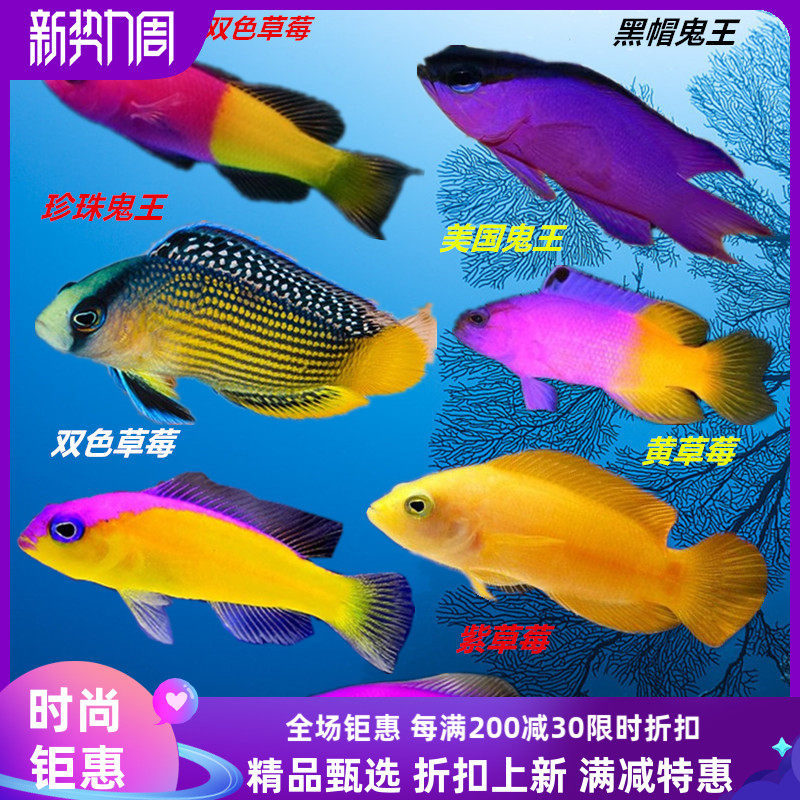 印尼双色草莓紫背草莓鬼王海水观赏鱼活体珊瑚鱼缸已检疫养小丑鱼