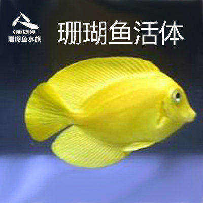 顺丰新款包活 黄一字倒吊黄吊吊鱼海水鱼缸热带鱼宠物活体观赏鱼