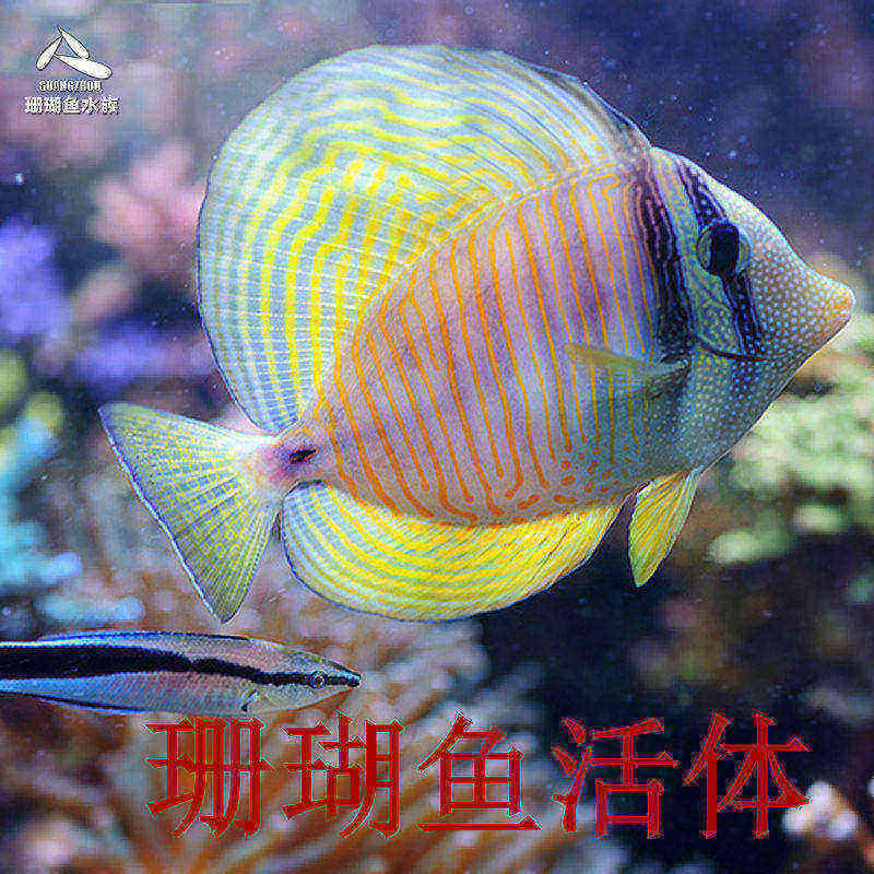 珍珠大帆吊三角吊蓝吊粉蓝吊海水鱼海水观赏鱼观赏鱼活体小丑鱼活