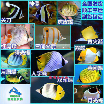 顺丰包活海水鱼网鲽人字蝶霞红尾珍珠霞鲽碟鱼三间火箭黄火箭神像