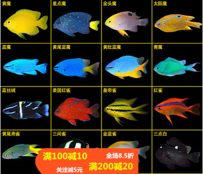 海水魚魔魚小丑魚海水魚