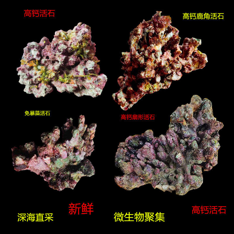 活石新鲜免爆藻高钙深海活石海水缸鱼缸开缸造景多孔微生物菌成品