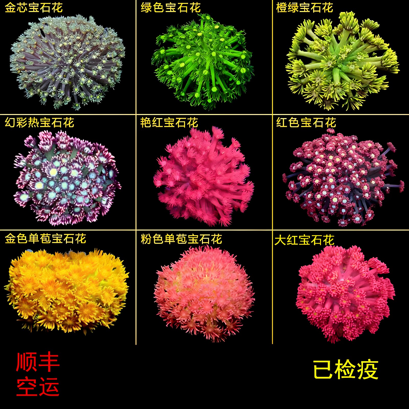 澳洲马卡龙彩宝石花单苞珊瑚活体