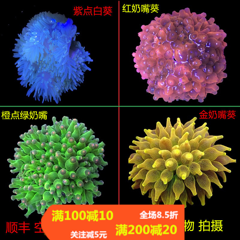 软体珊瑚海葵小丑鱼海葵漂亮好养