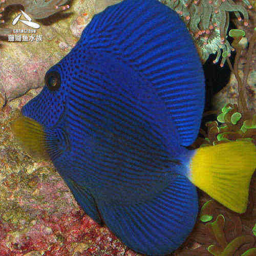 颜色漂亮紫吊吃藻活体水族宠物
