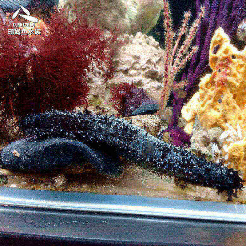 新款宠物活体鱼缸海水生物翻砂海参翻砂螺翻砂海参翻砂翻砂黑海参