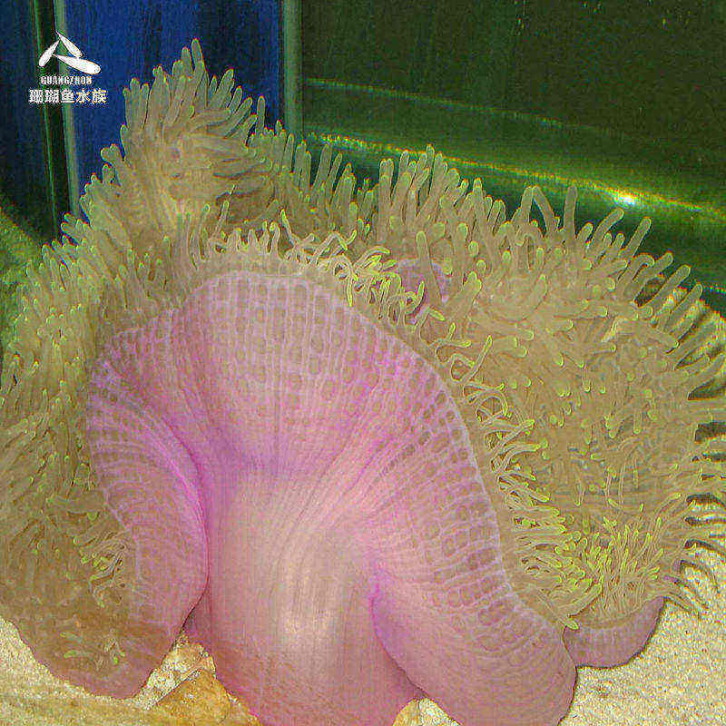 海水观赏鱼活体珊瑚宠物神仙