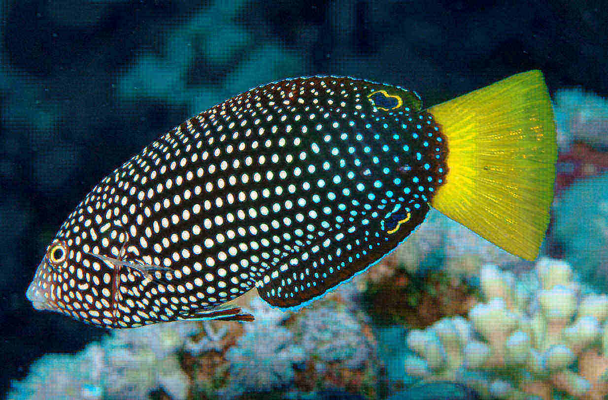 热带黄尾珍珠活体水族宠物