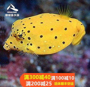 顺丰包活星点黄木瓜/珍珠木瓜/牛角/日本婆/刺瓜/狗头