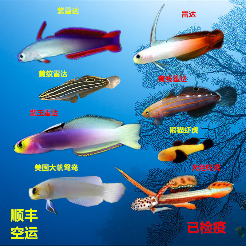 雷达紫玉雷达小型虾虎胆子较小易养海水鱼珊瑚活体海水缸海水宠物