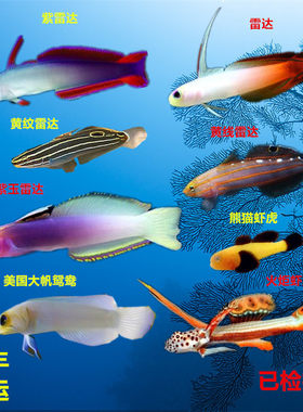 虾虎雷达紫雷达小丑鱼