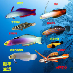 雷达紫玉雷达小型虾虎胆子较小易养海水鱼珊瑚活体海水缸海水宠物