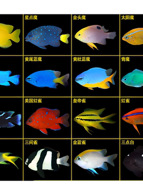 海水鱼魔鱼小丑鱼海水鱼