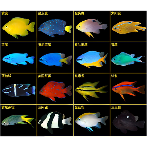 海水鱼魔鱼小丑鱼海水鱼