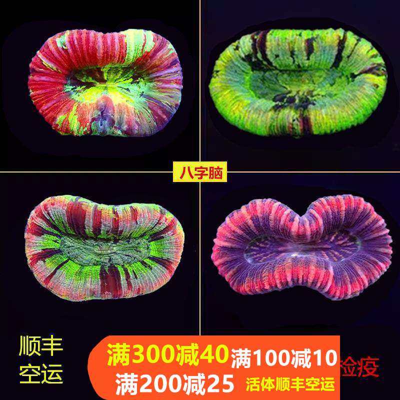 海水珊瑚活体澳洲甜甜圈彩虹糖果脑巴厘脑彩色油彩开放脑八字脑