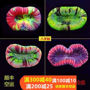 海水珊瑚活体澳洲甜甜圈彩虹糖果脑巴厘脑彩色油彩开放脑八字脑