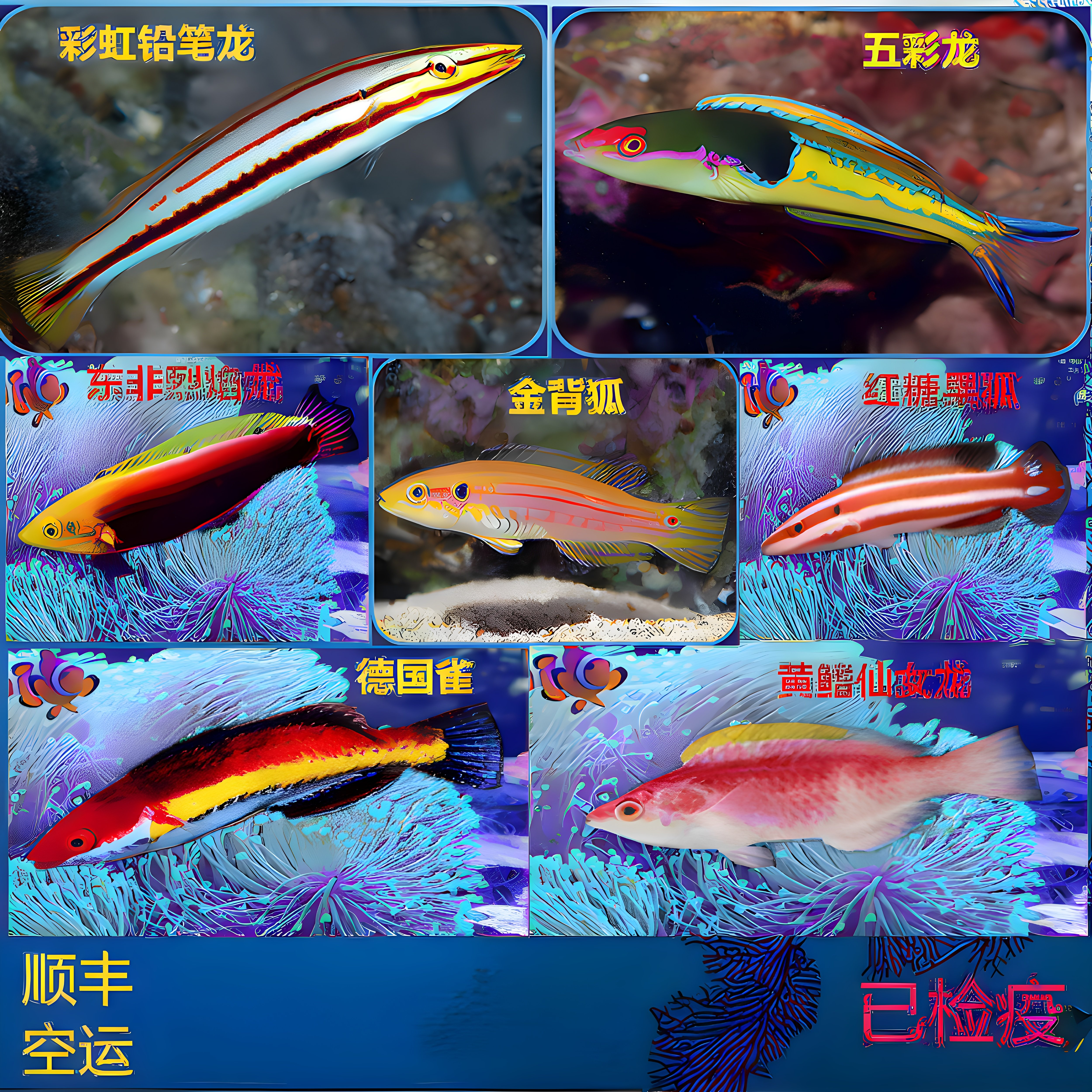 小丑鱼五彩龙德国雀海水鱼活体