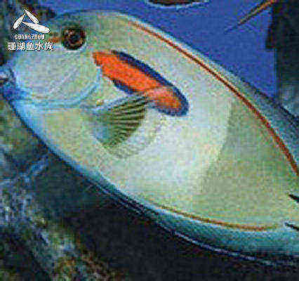 海水鱼热带水族宠物 红线一字吊 海水鱼缸热带鱼宠物活体观赏鱼