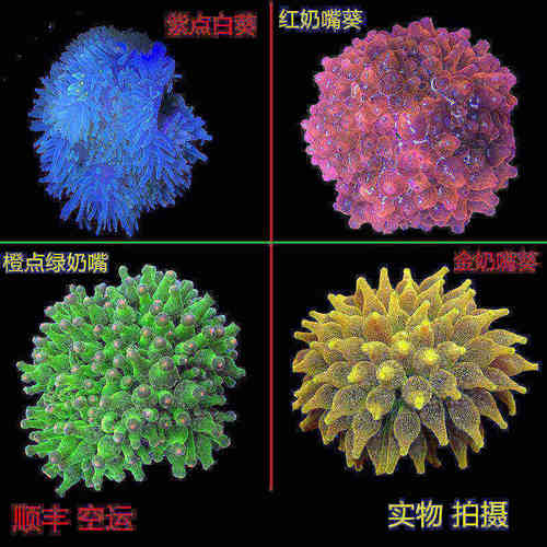 软体珊瑚海葵小丑鱼海葵漂亮好养
