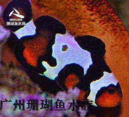 珊瑚雪印小丑人工活体海水鱼