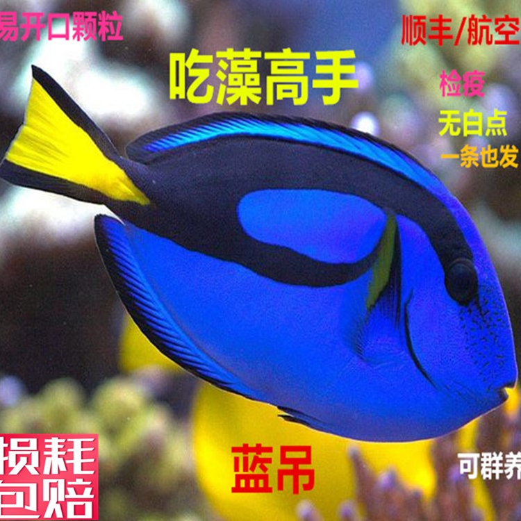 蓝吊粉蓝七彩吊蓝海水鱼天狗吊海水观赏鱼金毛观赏鱼活体小丑鱼活