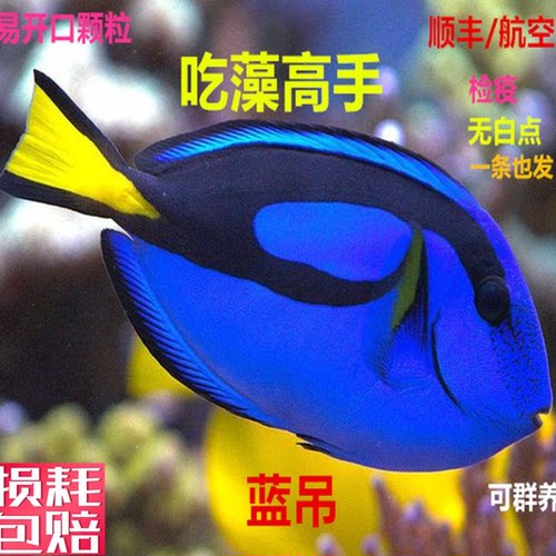 七彩金毛活体海水观赏鱼