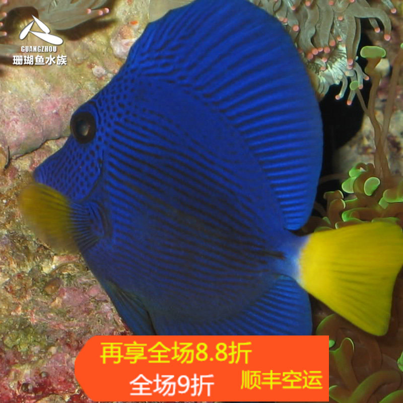 颜色漂亮紫吊吃藻活体水族宠物
