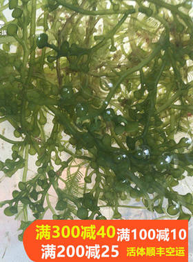 海草藻红绿葡萄羽毛千层火焰草藻海水缸藻活体 除氨氮PO4NO3