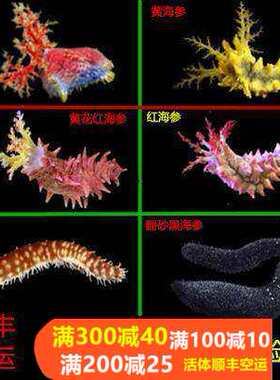 翻砂海参红海参黄海参海水鱼活体珊瑚滤食食藻黑海参翻砂活体生物