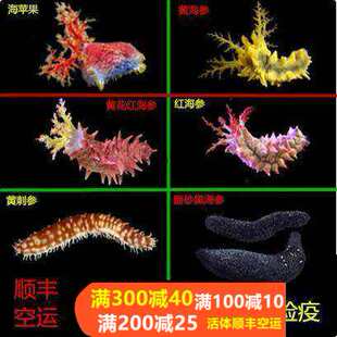 翻砂海参红海参黄海参海水鱼活体珊瑚滤食食藻黑海参翻砂活体生物