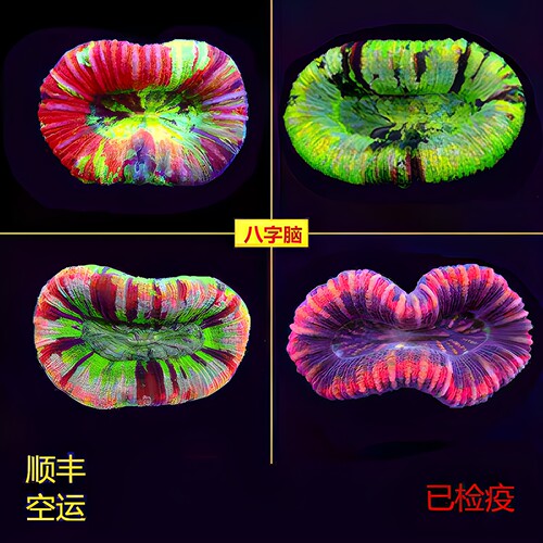 澳洲甜甜圈彩虹开放脑珊瑚活体