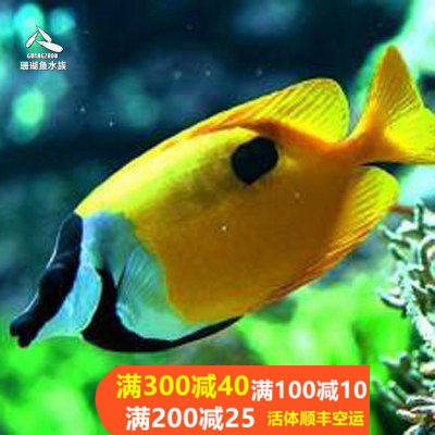 黄狐狸海水鱼小丑鱼海水鱼