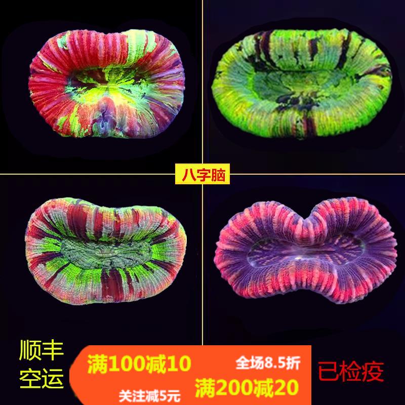 海水珊瑚活体澳洲甜甜圈彩虹糖果脑巴厘脑彩色油彩开放脑八字脑
