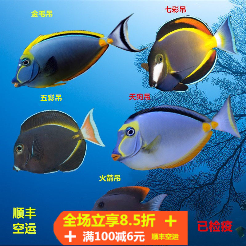 七彩天狗金毛火箭吊倒吊类食藻除藻海水鱼活体海水缸观赏鱼小丑鱼