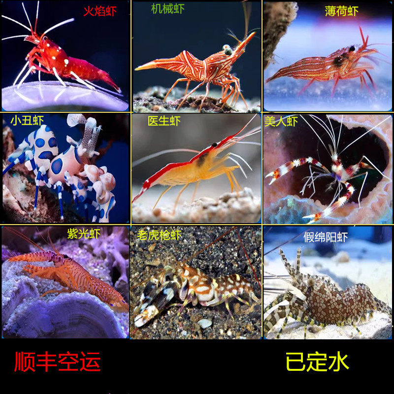 医生虾清洁鱼缸颜色漂亮功能强大