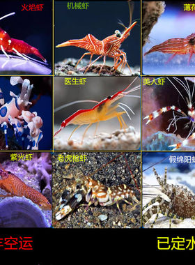 医生虾清洁鱼缸颜色漂亮功能强大