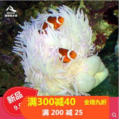 紫点白黄奶嘴海葵珊瑚小丑鱼共生