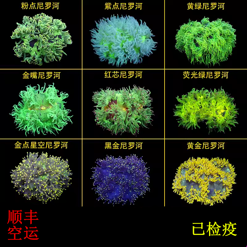 尼罗河珊瑚荧光绿长须