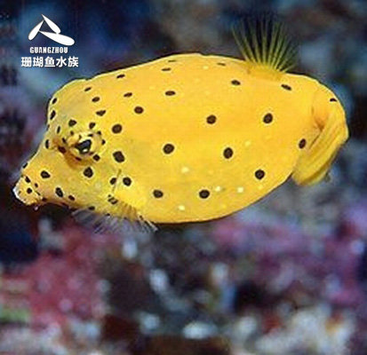 顺丰包活星点黄木瓜/珍珠木瓜/牛角/日本婆/刺瓜/狗头